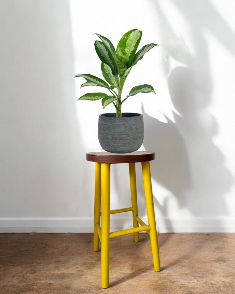 Second Chance: Bloom Basel Plant Stand FREE assorted plant - Second Chance - SECO - SECO - 6875 - Tumbleweed Plants - Online Plant Delivery Singapore
