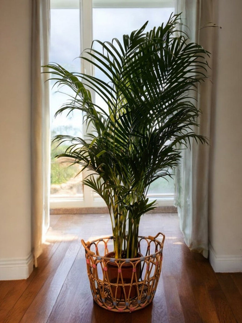 Second Chance: Botani Basket FREE assorted plant - Second Chance - SECO - SECO - 6877 - Tumbleweed Plants - Online Plant Delivery Singapore