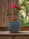 Second Chance: Carly Gray Pot FREE assorted plant - Second Chance - HOME - SECO - 6549 - Tumbleweed Plants - Online Plant Delivery Singapore