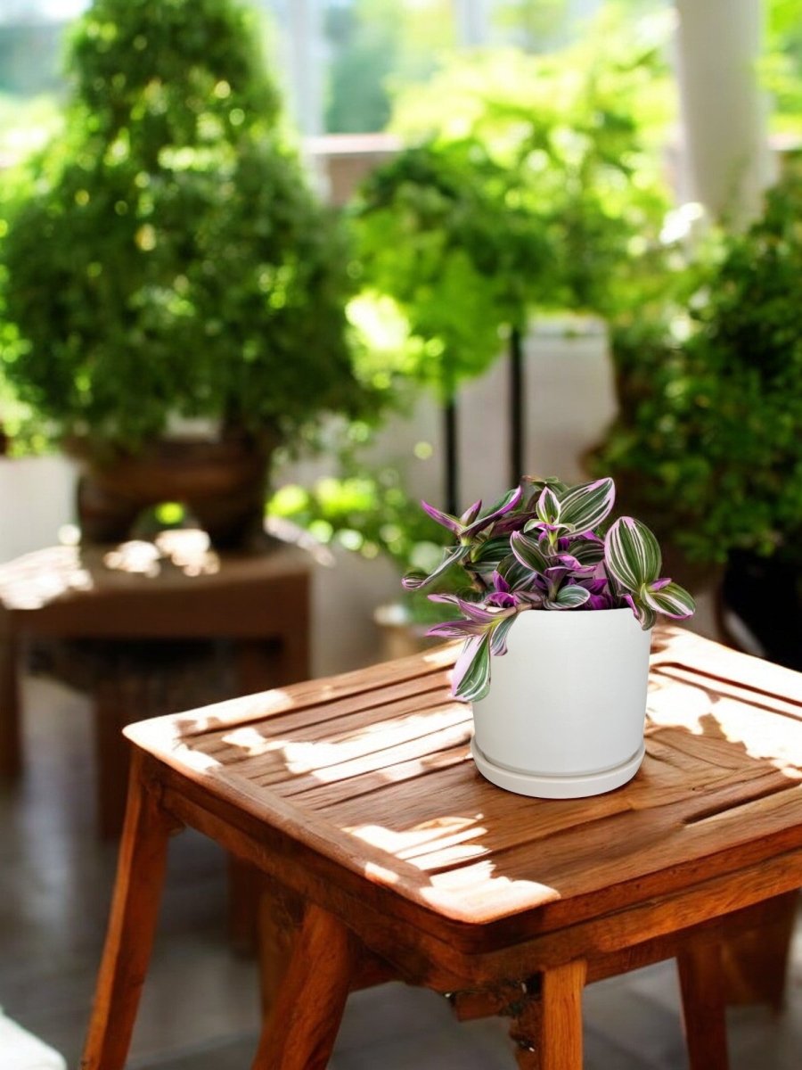 Second Chance: Carly White Pot FREE assorted plant - Home Decor - HOME - SECO - 6549 - Tumbleweed Plants - Online Plant Delivery Singapore