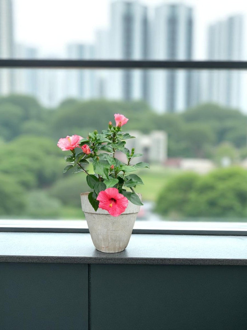Second Chance: Cassa Pot FREE assorted plant - Second Chance - POTS - SECO - 6828 - Tumbleweed Plants - Online Plant Delivery Singapore