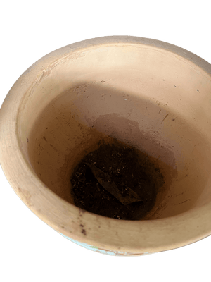 Second Chance: Charming Pot FREE assorted plant - Pots - POTS - SECO - 6821 - Tumbleweed Plants - Online Plant Delivery Singapore