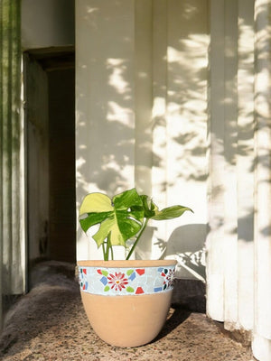 Second Chance: Charming Pot FREE assorted plant - Pots - POTS - SECO - 6821 - Tumbleweed Plants - Online Plant Delivery Singapore