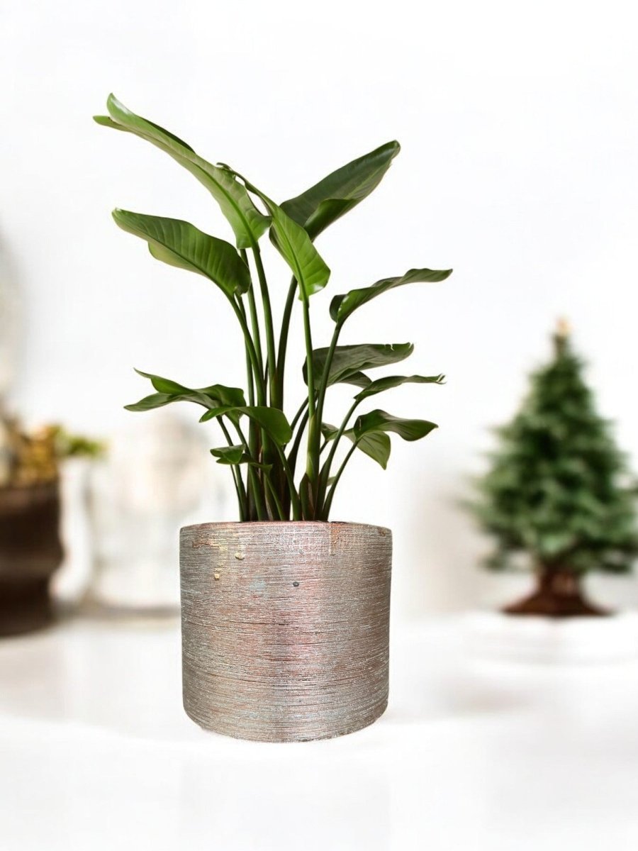 Second Chance: Cina Pot FREE assorted plant - Home Decor - HOME - SECO - 6547 - Tumbleweed Plants - Online Plant Delivery Singapore