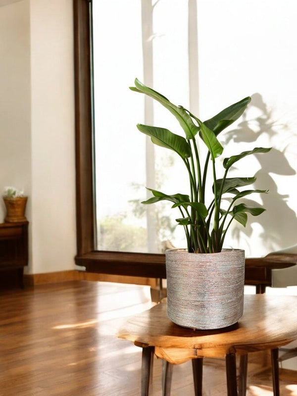 Second Chance: Cina Pot FREE assorted plant - Home Decor - HOME - SECO - 6547 - Tumbleweed Plants - Online Plant Delivery Singapore