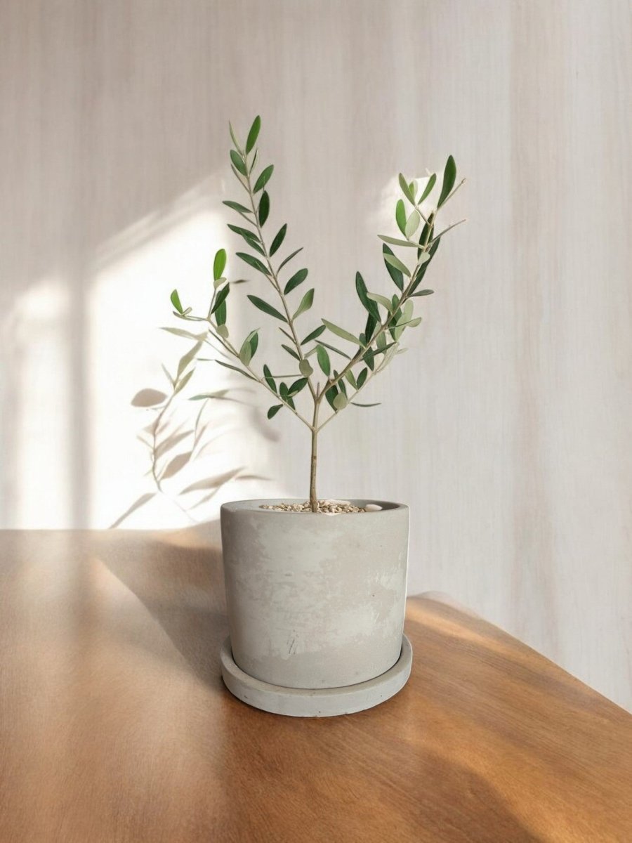 Second Chance: Clement Pot FREE assorted plant - Home Decor - HOME - SECO - 6548 - Tumbleweed Plants - Online Plant Delivery Singapore