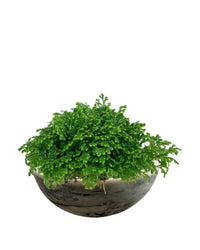 Second Chance: Cloudstone Bowl FREE assorted plant - Pots - POTS - SECO - 6823 - Tumbleweed Plants - Online Plant Delivery Singapore