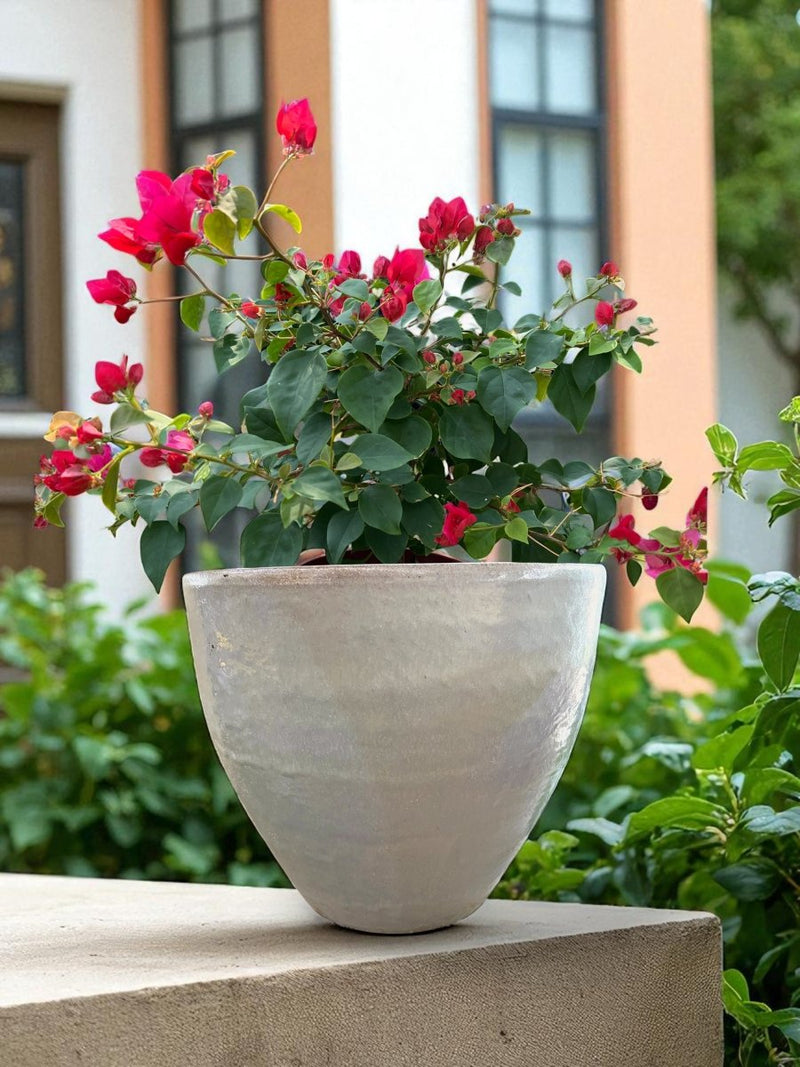 Second Chance: Cloudstone Pot FREE assorted plant - Second Chance - POTS - SECO - 6805 - Tumbleweed Plants - Online Plant Delivery Singapore