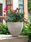 Second Chance: Cloudstone Pot FREE assorted plant