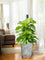 Second Chance: Concrete Mist Pot FREE assorted plant