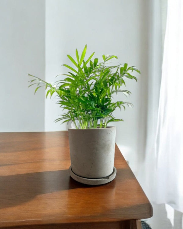 Second Chance: Concrete Pot FREE assorted plant - Pots - POTS - SECO - 6828 - Tumbleweed Plants - Online Plant Delivery Singapore