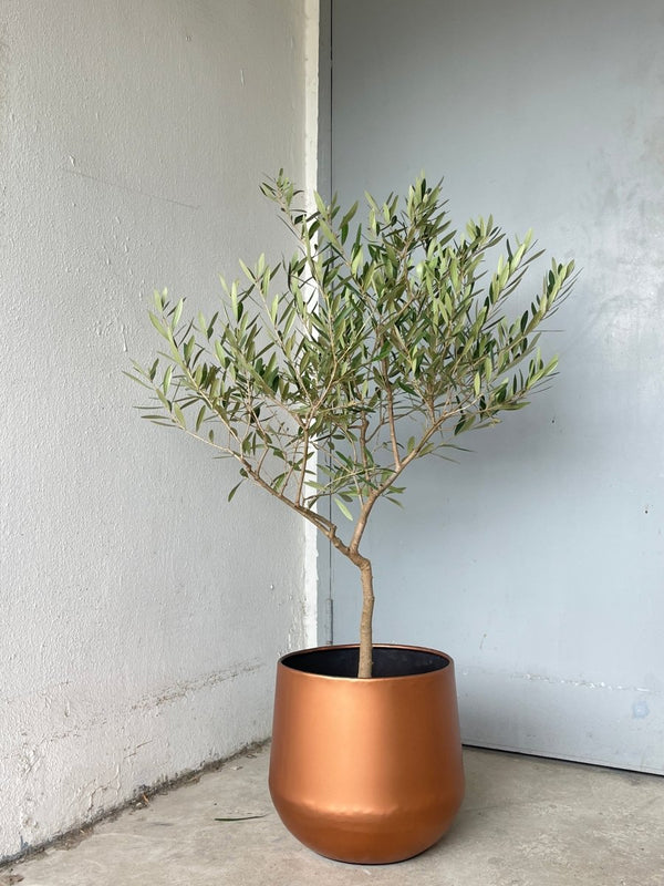 Second Chance: Copper Pot FREE assorted plant - Home Decor - TOOL - SECO - CM - 6306 - Tumbleweed Plants - Online Plant Delivery Singapore