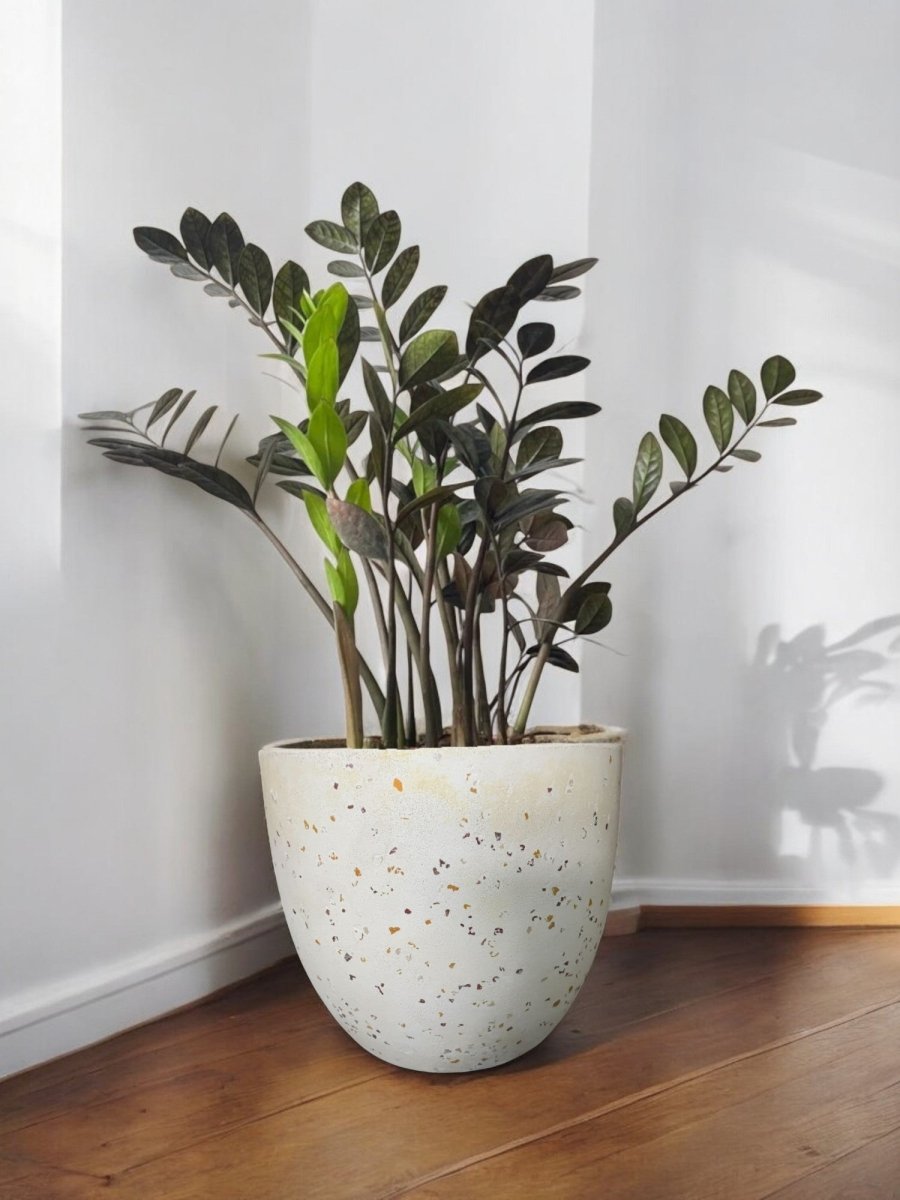 Second Chance: Cream Stone Pot FREE assorted plant - Pots - TOOL - SECO - CM - 6306 - Tumbleweed Plants - Online Plant Delivery Singapore