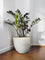 Second Chance: Cream Stone Pot FREE assorted plant