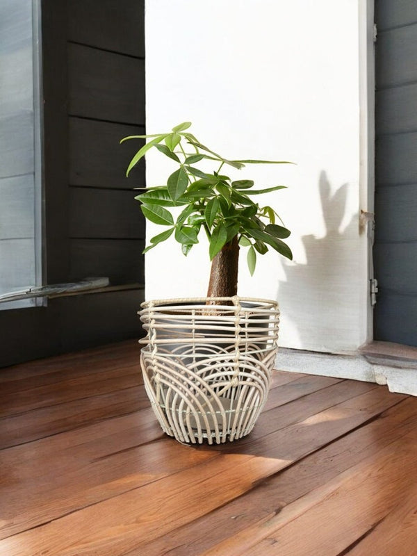 Second Chance: Ella Basket FREE assorted plant - Home Decor - HOME - SECO - 6535 - Tumbleweed Plants - Online Plant Delivery Singapore