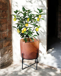 Second Chance: Glass Pot with Stand FREE assorted plant - Pots - POT - SECO - 6328 - Tumbleweed Plants - Online Plant Delivery Singapore