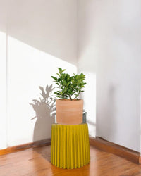 Second Chance: Gloria pot / Stand FREE assorted plant - Second Chance - SECO - SECO - 6878 - Tumbleweed Plants - Online Plant Delivery Singapore