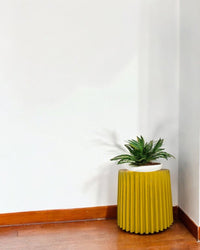 Second Chance: Gloria pot / Stand FREE assorted plant - Second Chance - SECO - SECO - 6878 - Tumbleweed Plants - Online Plant Delivery Singapore