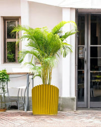 Second Chance: Gloria pot / Stand FREE assorted plant - Second Chance - SECO - SECO - 6878 - Tumbleweed Plants - Online Plant Delivery Singapore