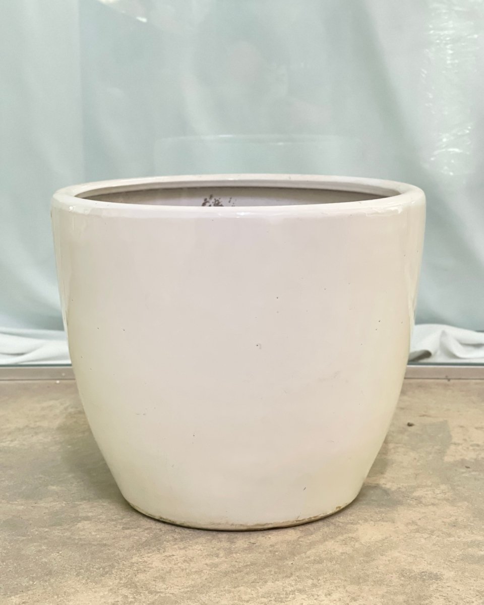 Second Chance: Gloss White Pot - Pot - Tumbleweed Plants - Online Plant Delivery Singapore