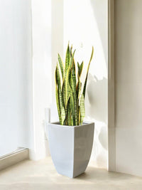 Second Chance: Gloss White Pot Tall FREE assorted plant - Pots - POT - SECO - 6313 - Tumbleweed Plants - Online Plant Delivery Singapore