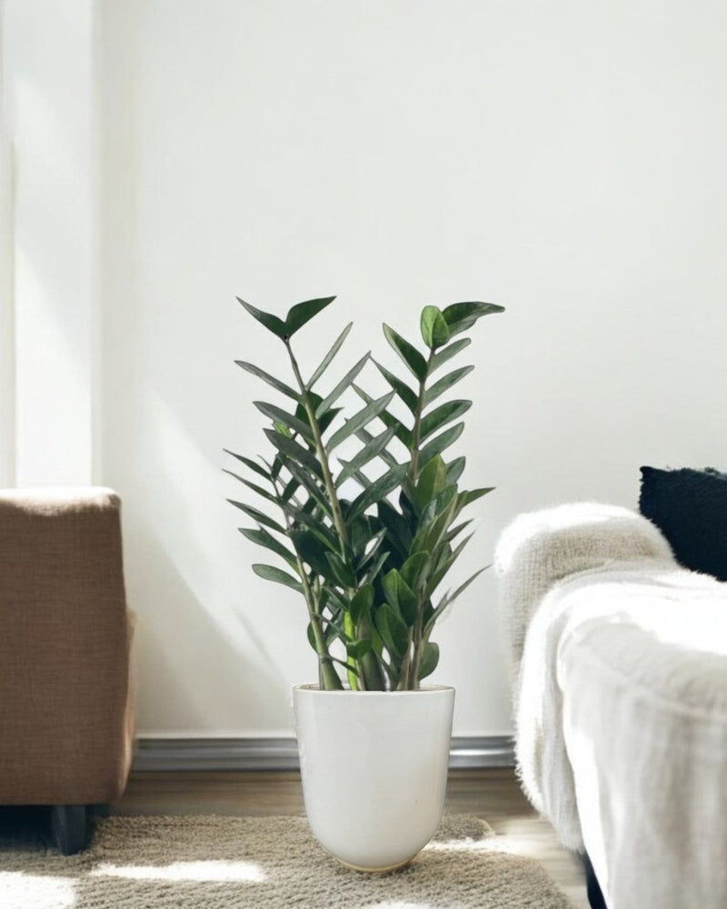Second Chance: Glossire Pot FREE assorted plant - Second Chance - SECO - SECO - 6869 - Tumbleweed Plants - Online Plant Delivery Singapore