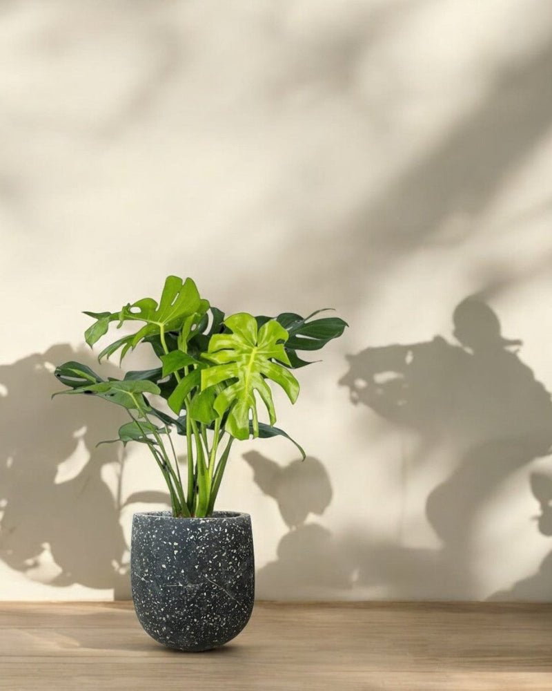 Second Chance: Granite Glow FREE assorted plant - Second Chance - SECO - SECO - 6876 - Tumbleweed Plants - Online Plant Delivery Singapore