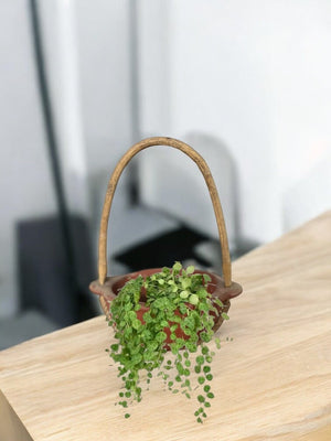 Second Chance: Hemsy Pot FREE assorted plant - Pots - POTS - SECO - 6814 - Tumbleweed Plants - Online Plant Delivery Singapore