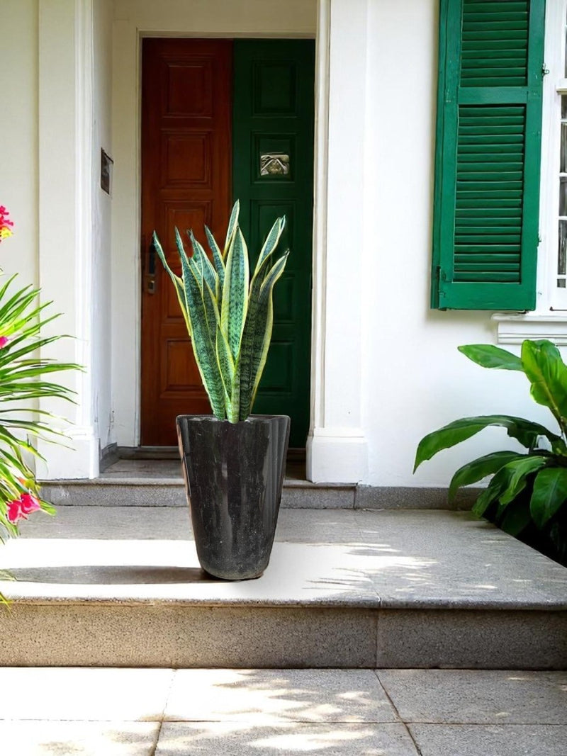 Second Chance: High Sequoia Pot FREE assorted plant - Second Chance - SECO - SECO - 6868 - Tumbleweed Plants - Online Plant Delivery Singapore