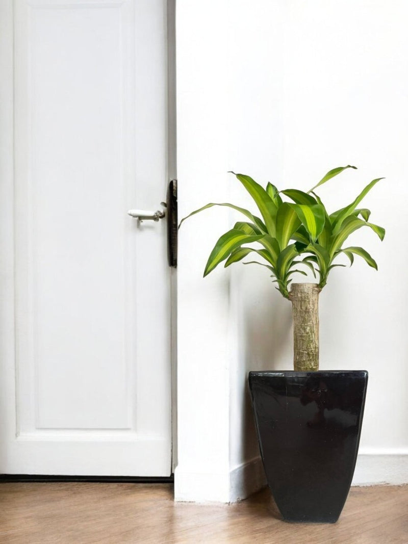 Second Chance: High Sequoia Pot FREE assorted plant - Second Chance - SECO - SECO - 6868 - Tumbleweed Plants - Online Plant Delivery Singapore