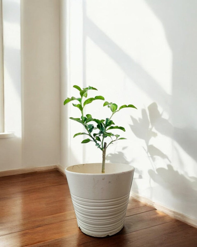 Second Chance: Ivorya Pot FREE assorted plant - Second Chance - SECO - SECO - 6873 - Tumbleweed Plants - Online Plant Delivery Singapore