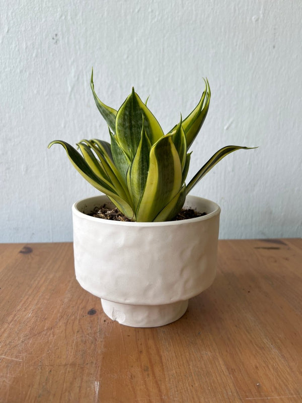 Second Chance: Ivorya Pot FREE assorted plant - Second Chance - SECO - SECO - 6873 - Tumbleweed Plants - Online Plant Delivery Singapore