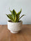 Second Chance: Ivorya Pot FREE assorted plant