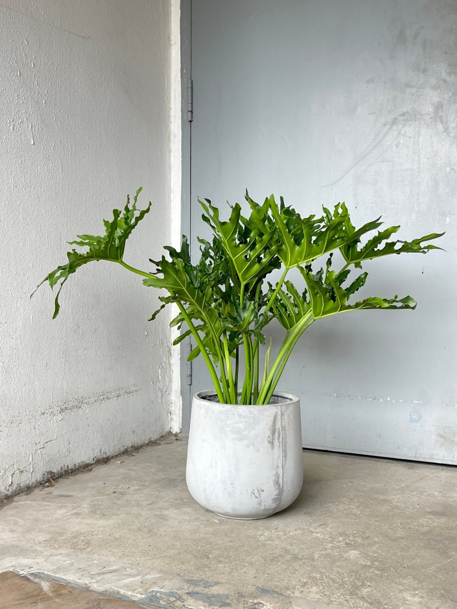 Second Chance: Large Grey Cement FREE assorted plant - Pots - POT - SECO - 6334 - Tumbleweed Plants - Online Plant Delivery Singapore