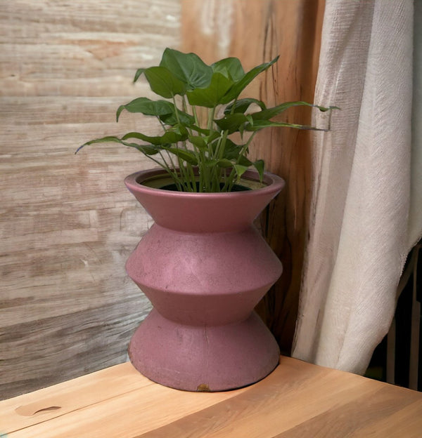 Second Chance: Laya Pink Pot FREE assorted plant - Home Decor - HOME - SECO - 6519 - Tumbleweed Plants - Online Plant Delivery Singapore