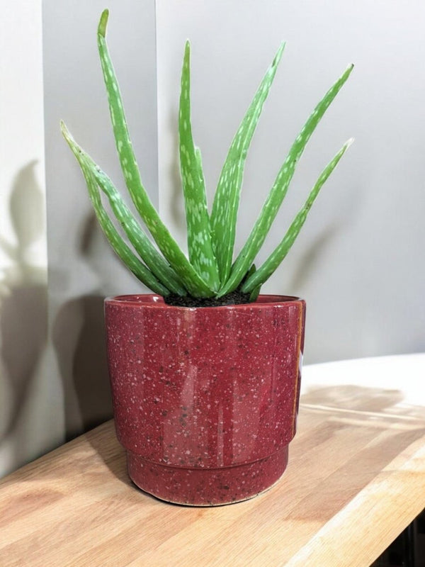 Second Chance: Lisa Pot FREE assorted plant - Home Decor - HOME - SECO - 6554 - Tumbleweed Plants - Online Plant Delivery Singapore