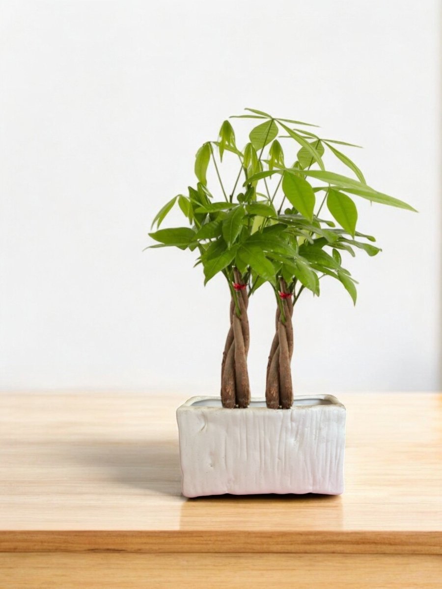 Second Chance: Luna White Ceramic Pot FREE assorted plant - Home Decor - HOME - SECO - 6534 - Tumbleweed Plants - Online Plant Delivery Singapore