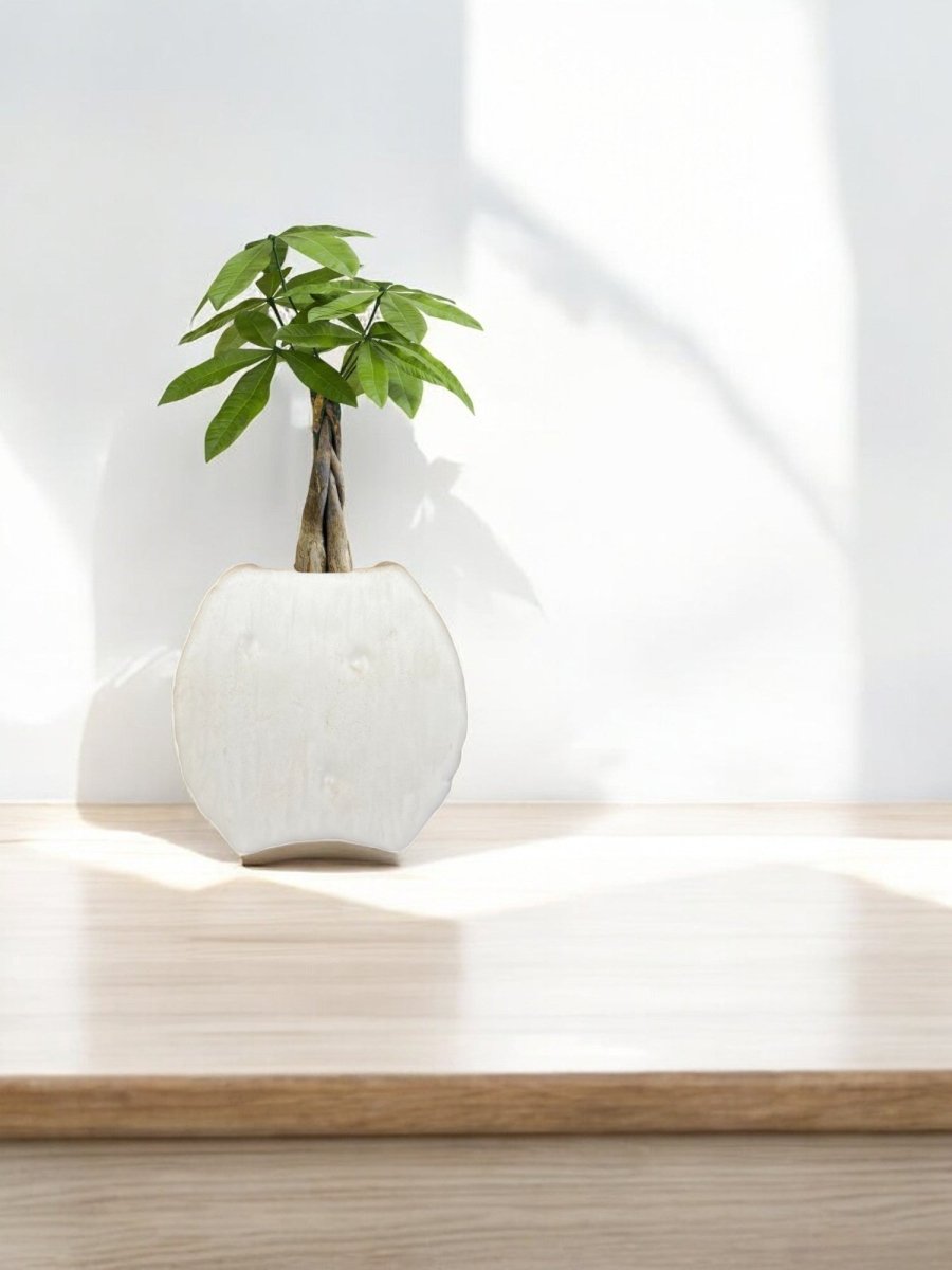 Second Chance: Luna White Ceramic Pot FREE assorted plant - Home Decor - HOME - SECO - 6534 - Tumbleweed Plants - Online Plant Delivery Singapore