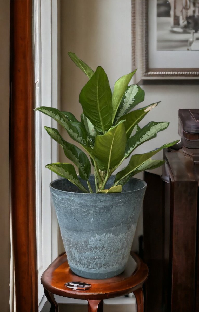 Second Chance: Marine Gray Cement Melamine Pot FREE assorted plant - Home Decor - HOME - SECO - 6522 - Tumbleweed Plants - Online Plant Delivery Singapore