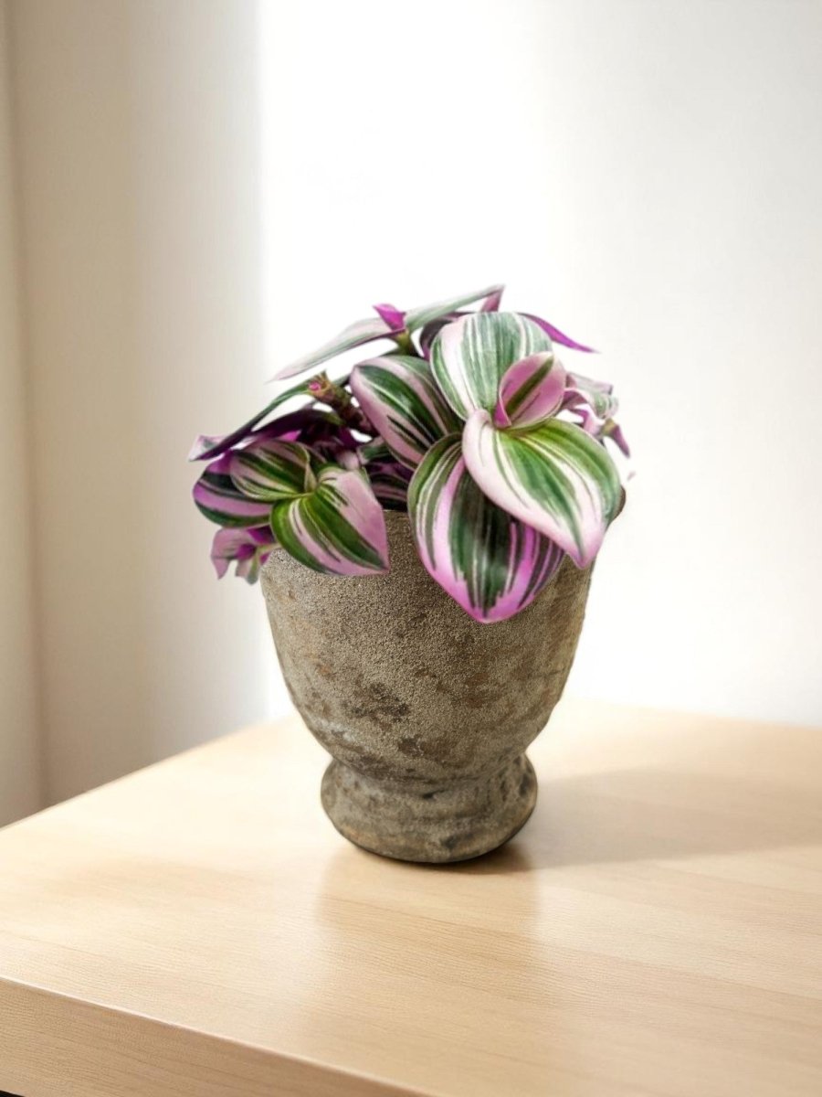 Second Chance: Natasha Pot FREE assorted plant - Second Chance - SECO - SECO - 6870 - Tumbleweed Plants - Online Plant Delivery Singapore