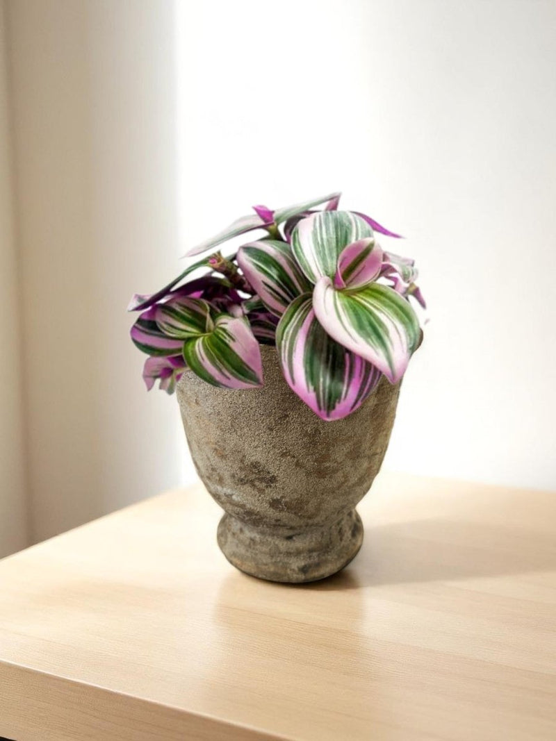 Second Chance: Natasha Pot FREE assorted plant - Second Chance - SECO - SECO - 6870 - Tumbleweed Plants - Online Plant Delivery Singapore