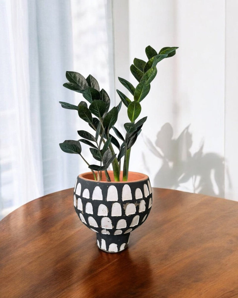 Second Chance: Natasha Pot FREE assorted plant - Second Chance - SECO - SECO - 6870 - Tumbleweed Plants - Online Plant Delivery Singapore