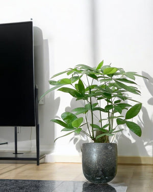 Second Chance: Obsidian Terra Pot FREE assorted plant - Pots - POTS - SECO - 6803 - Tumbleweed Plants - Online Plant Delivery Singapore