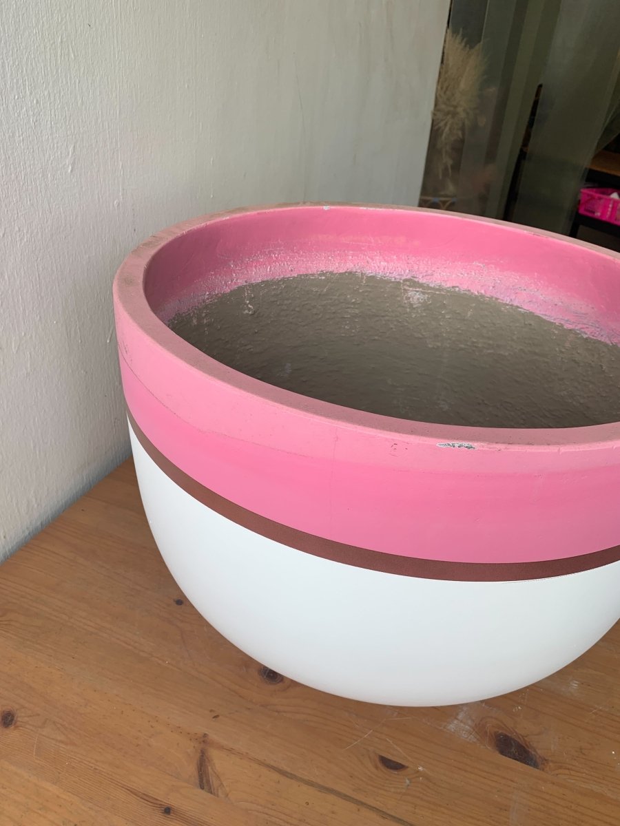 Second Chance: Patsy Pink FREE assorted plant - Pots - POT - SECO - XTR - 5416 - Tumbleweed Plants - Online Plant Delivery Singapore