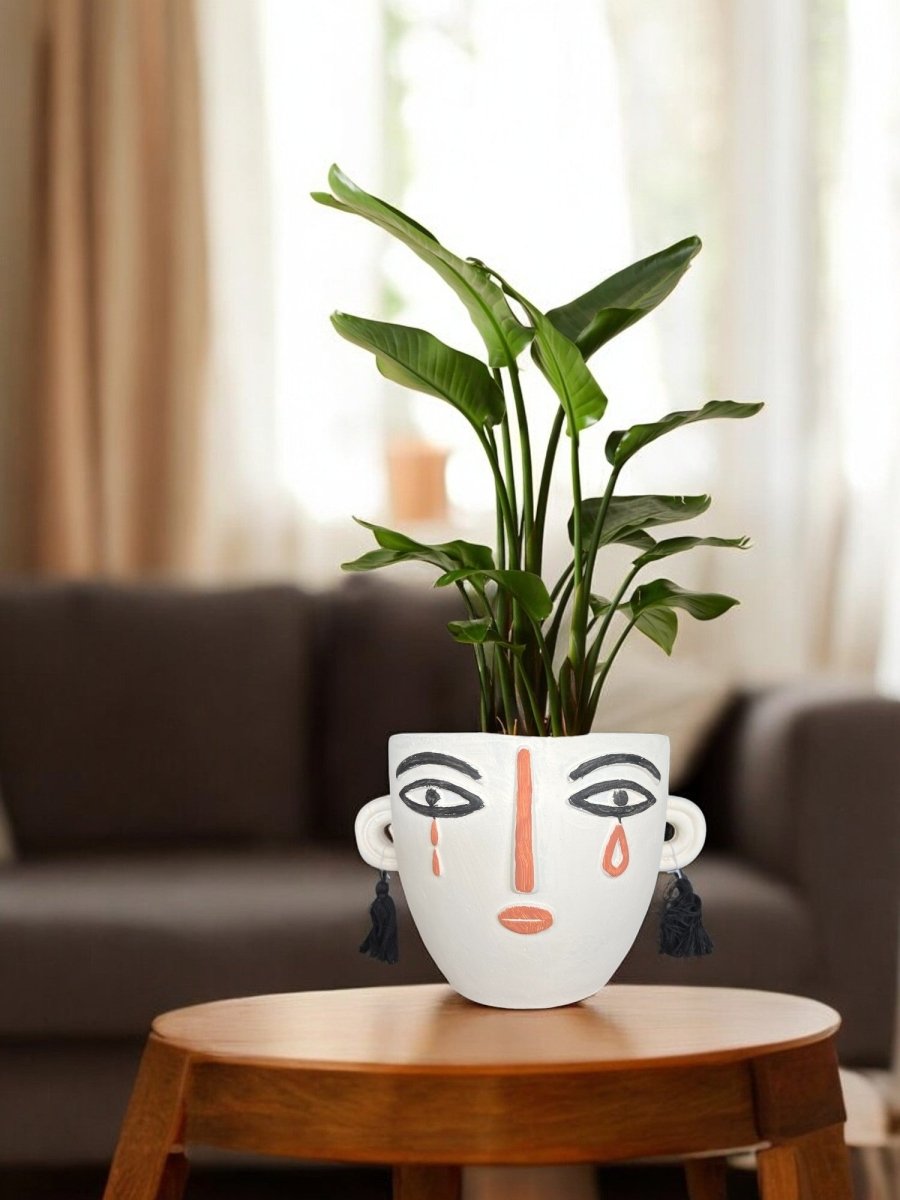 Second Chance: Pauline Pot FREE assorted plant - Home Decor - HOME - SECO - 6551 - Tumbleweed Plants - Online Plant Delivery Singapore