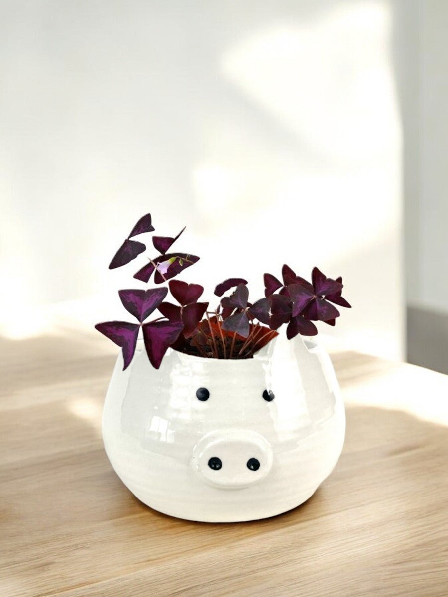 Second Chance: Piggy Planter FREE assorted plant - Pots - POT - SECO - 5353 - Tumbleweed Plants - Online Plant Delivery Singapore