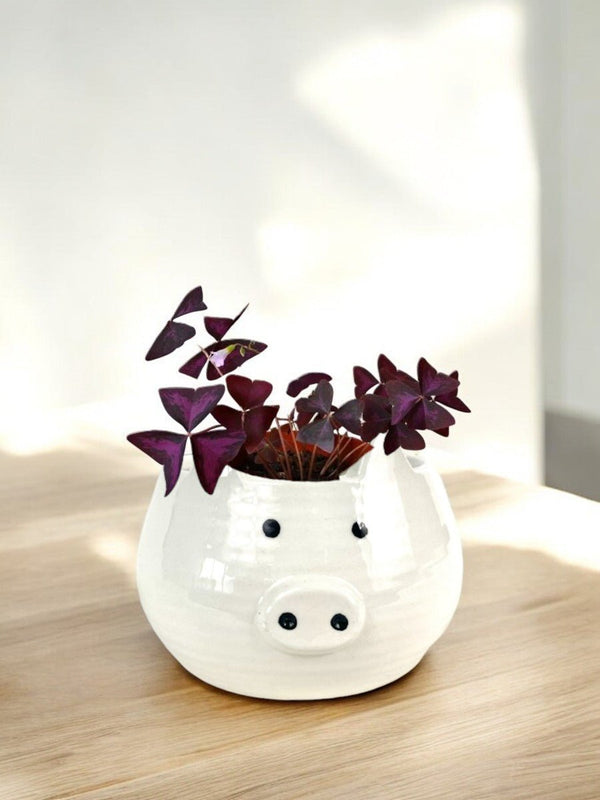 Second Chance: Piggy Planter FREE assorted plant - Pots - POT - SECO - 5353 - Tumbleweed Plants - Online Plant Delivery Singapore