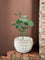 Second Chance: Pinecone Vessel Pot FREE assorted plant