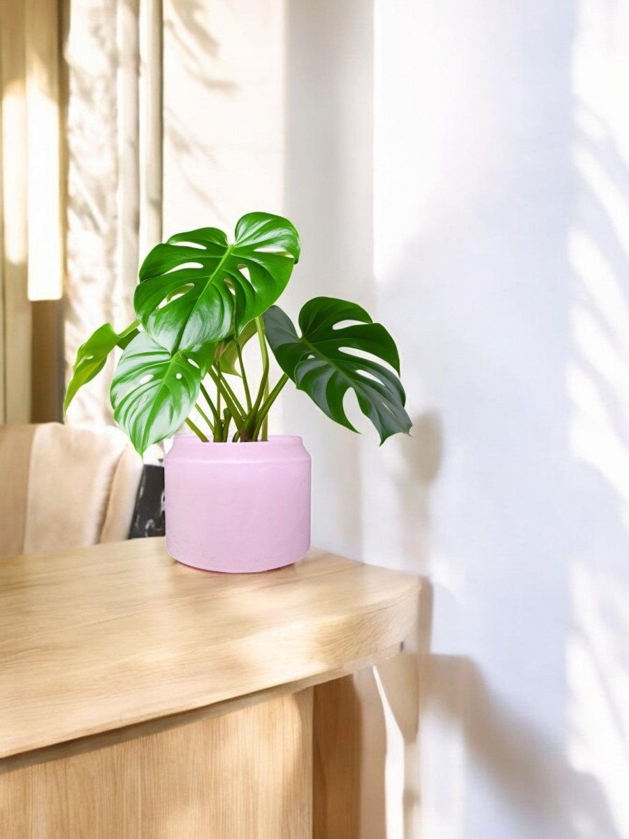 Second Chance: Pinna Pink Pot FREE assorted plant - Home Decor - HOME - SECO - 6546 - Tumbleweed Plants - Online Plant Delivery Singapore