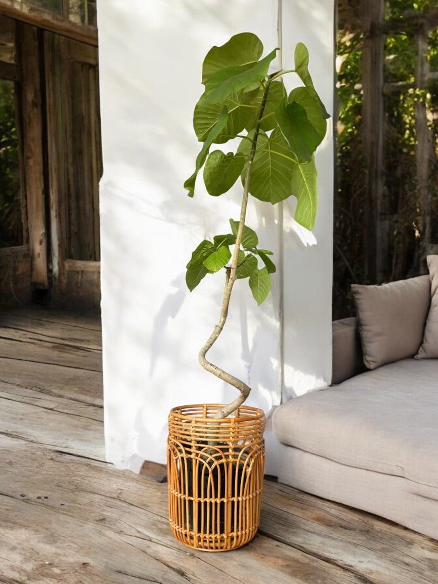 Second Chance: Rattan Basket FREE assorted plant - Home Decor - TOOL - SECO - CM - 6306 - Tumbleweed Plants - Online Plant Delivery Singapore